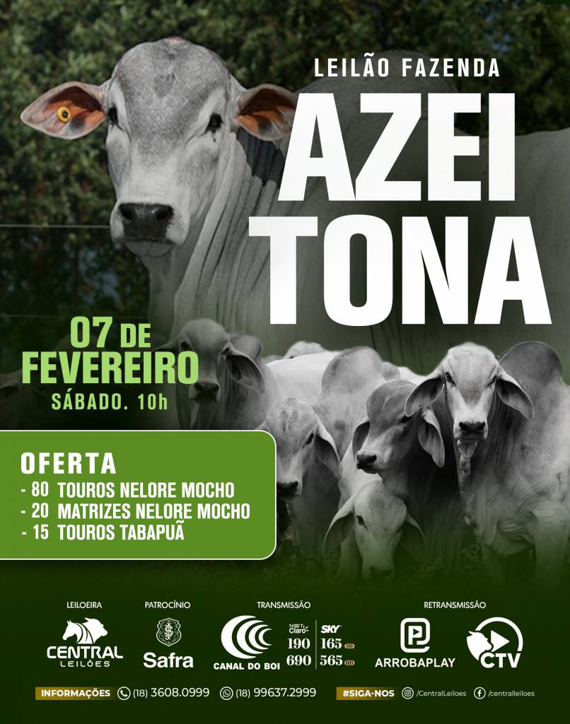 Leilão da Fazenda Azeitona oferta 80 touros e 20 matrizes neste sábado no Canal do Boi