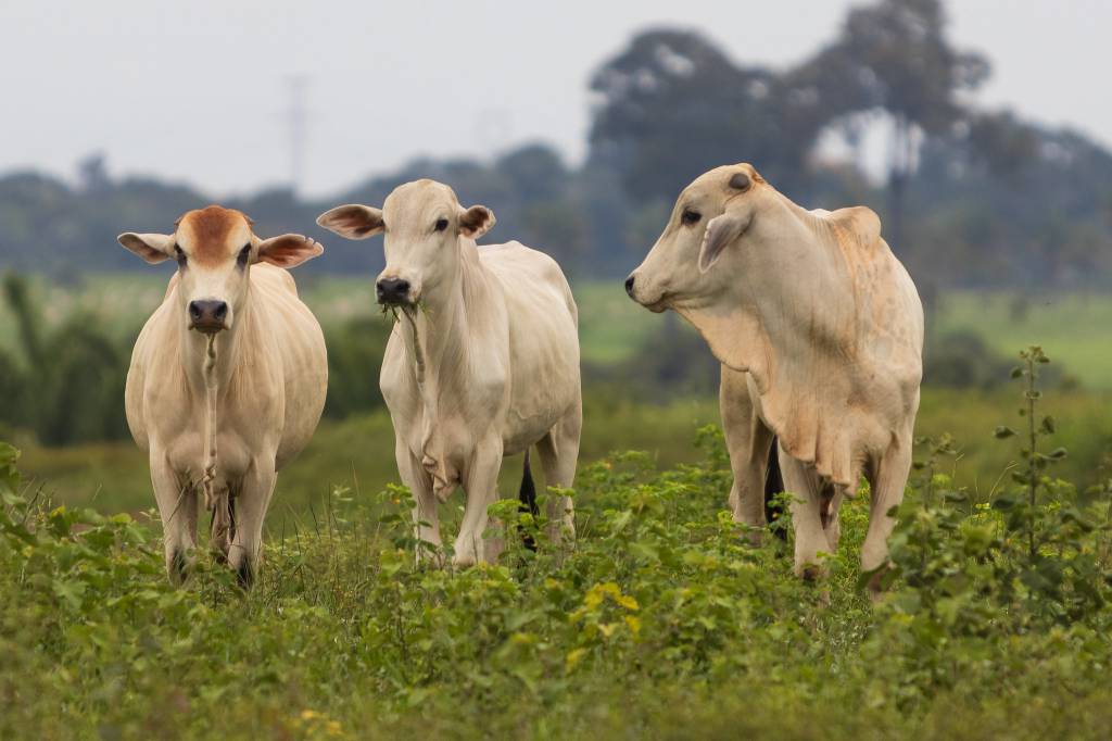 Abate de fêmeas alcança maior patamar da série histórica em Mato Grosso