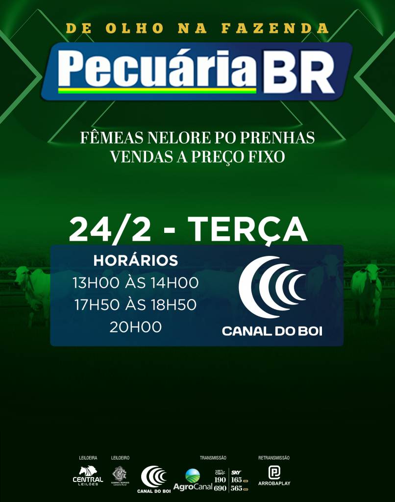 De Olho na Fazenda Pecuária BR vende a preço fixo fêmeas nelore PO com AOL, marmoreio e EGS no Canal do Boi
