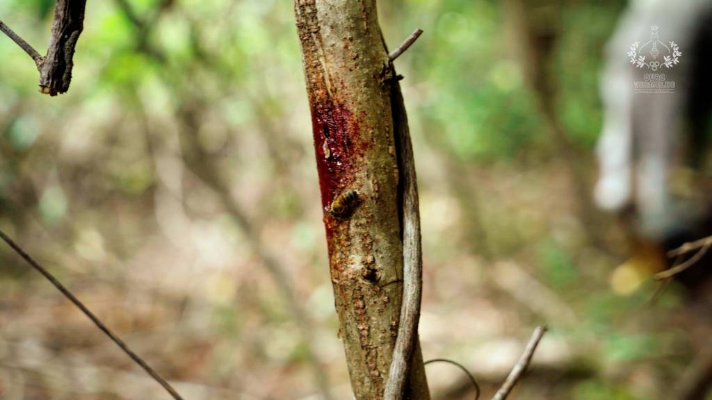 Abelha no tronco da árvore rabo-de-bugio em Alagoas. Foto por Ouro Vermelho