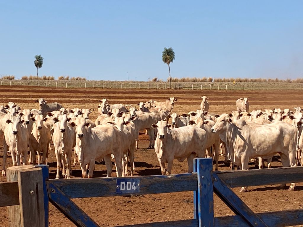 De Olho na Fazenda Pecuária BR - Fábrica de genética' começa hoje