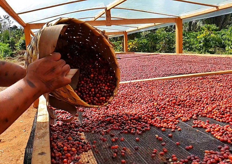 Robusta poderá ser primeiro café sustentável a receber IG da região amazônica