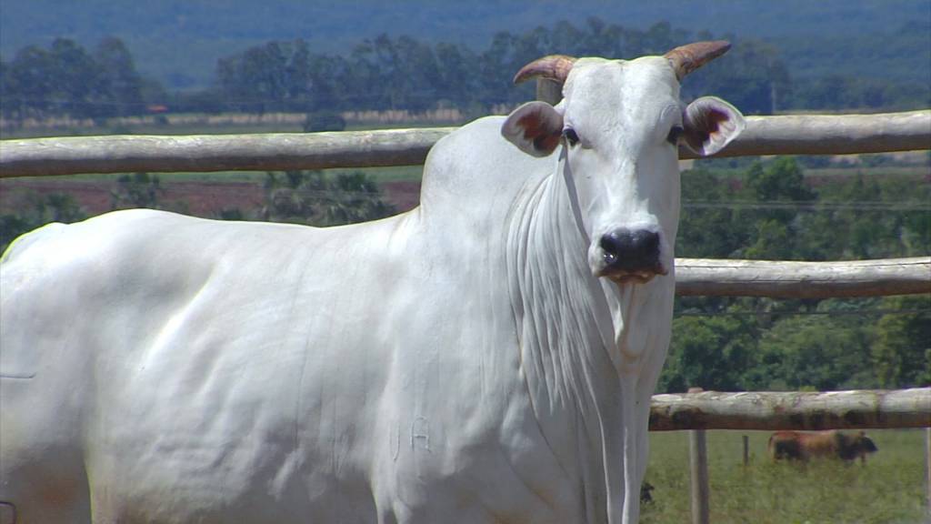 De Olho na Fazenda Pecuária BR - Fábrica de genética' começa hoje