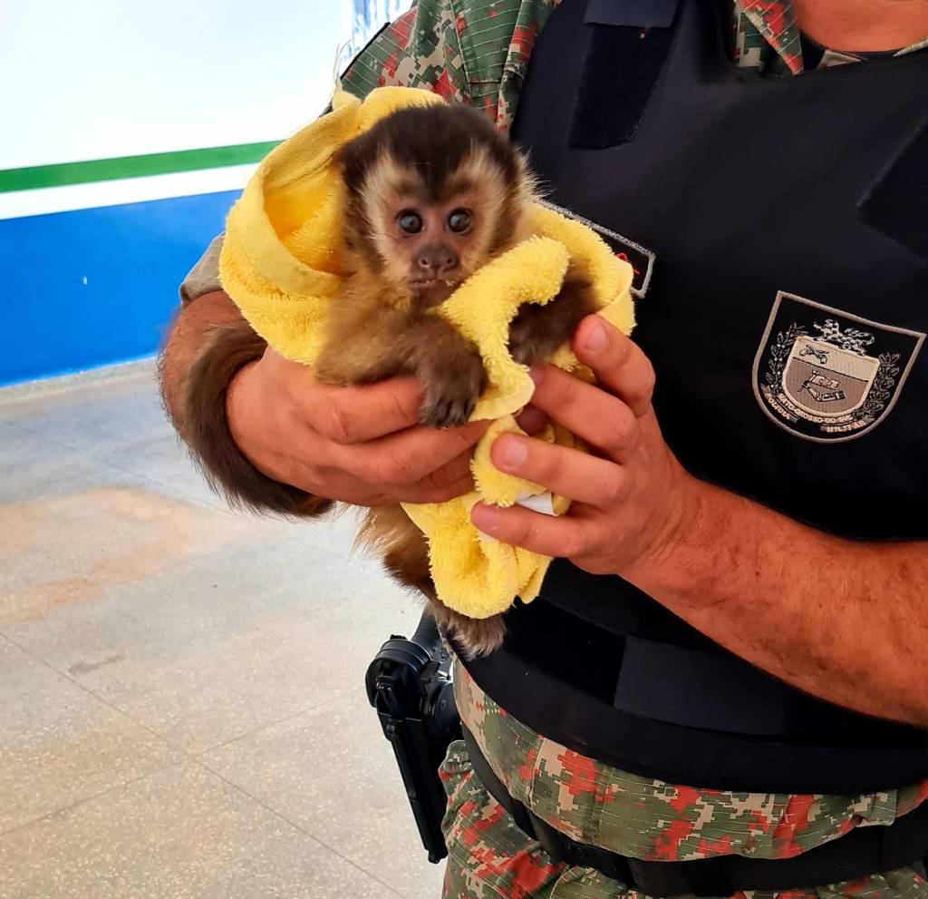 Semace realiza resgate de filhote de macaco-prego em Jaguaribe