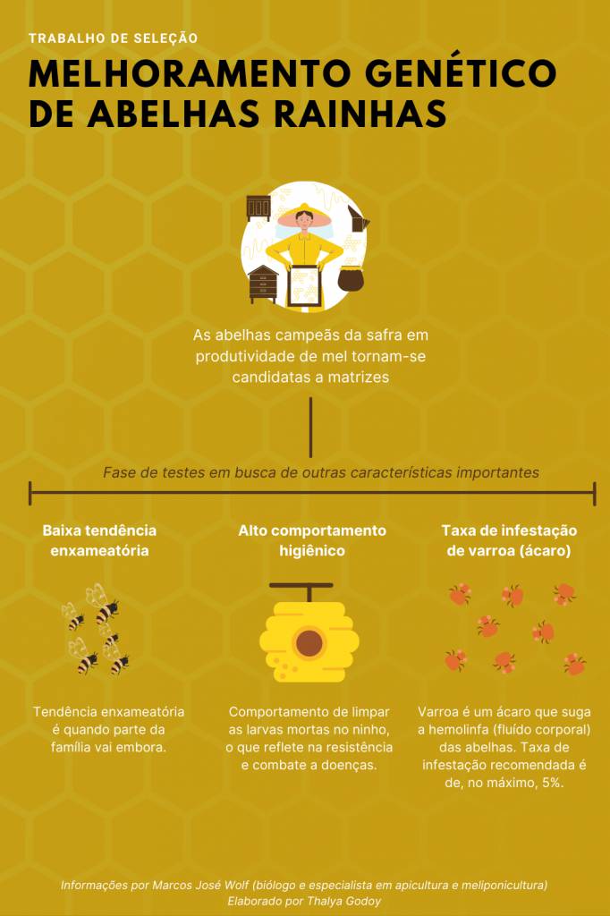 O que é apicultura? Entenda o significado e importância dessa