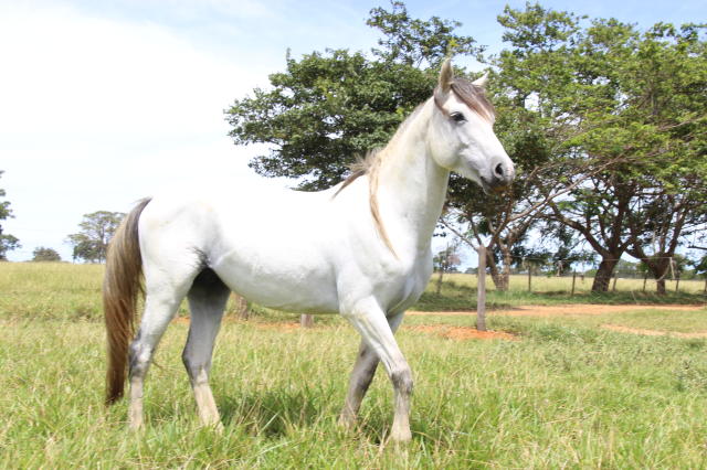 Cavalo pulando Pantanal 