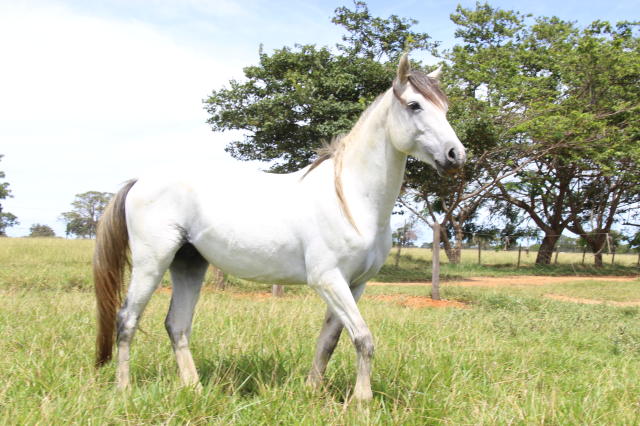 Cavalos pastando no pantanal mato-grossense pocone mato grosso brasil