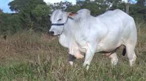 Lote 01 -  1 MACHO 15/16 NELORE x 1/16 BBB 50% A VENDA
