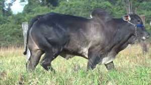 Lote 02 - 1 MACHO 15/16 NELORE x 1/16 BBB 33% A VENDA