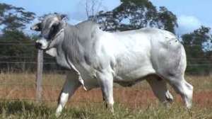 Lote 03 - 1 MACHO 15/16 NELORE x 1/16 BBB 33% A VENDA