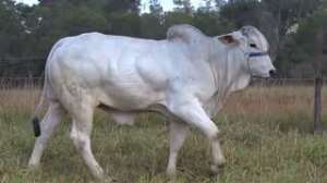 Lote 04 - 1 MACHO 61/64 NELORE x 3/64 BBB 33% A VENDA