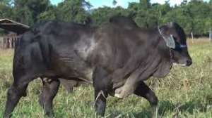Lote 05 - 1 MACHO 15/16 NELORE x 1/16 BBB 50% A VENDA