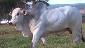 Lote 06 - 1 MACHO 61/64 NELORE x 3/64 BBB 33% A VENDA