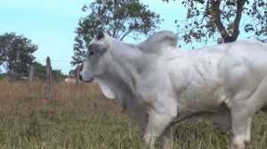 Lote 07 - 1 MACHO 15/16 NELORE x 1/16 BBB