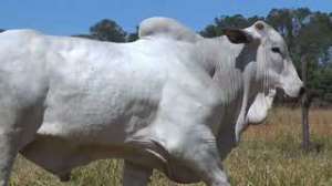 Lote 08 - 1 MACHO 15/16 NELORE x 1/16 BBB