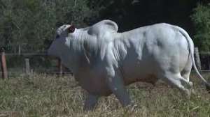 Lote 09 - 1 MACHO 15/16 NELORE x 1/16 BBB