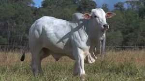 Lote 10 - 1 MACHO 15/16 NELORE x 1/16 BBB