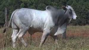 Lote 11 -  1 MACHO 31/32 NELORE x 1/32 BBB