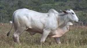 Lote 12 - 1 MACHO 31/32 NELORE x 1/32 BBB