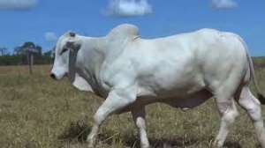 Lote 13 - 1 MACHO 31/32 NELORE x 1/32 BBB