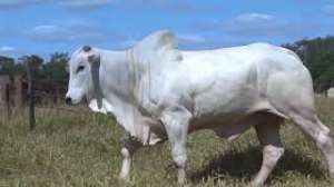 Lote 14 - 1 MACHO 31/32 NELORE x 1/32 BBB