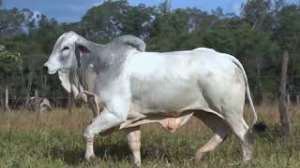 Lote 15 - 1 MACHO 31/32 NELORE x 1/32 BBB
