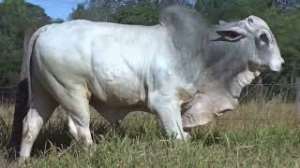Lote 16 - 1 MACHO 61/64 NELORE x 3/64 BBB 33% A VENDA