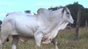 Lote 18 - 1 MACHO 31/32 NELORE x 1/32 BBB