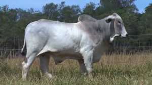Lote 19 - 1 MACHO 31/32 NELORE x 1/32 BBB