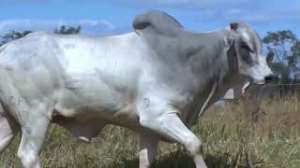 Lote 21 - 1 MACHO 31/32 NELORE x 1/32 BBB