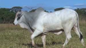 Lote 23 - 1 MACHO 31/32 NELORE x 1/32 BBB