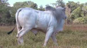 Lote 24 - 1 MACHO 15/16 NELORE x 1/16 BBB