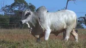 Lote 25 - 1 MACHO 31/32 NELORE x 1/32 BBB