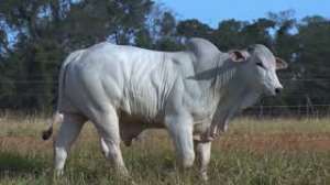 Lote 26 - 1 MACHO 15/16 NELORE x 1/16 BBB