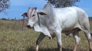 Lote 27 - 1 MACHO 15/16 NELORE x 1/16 BBB