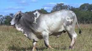 Lote 28 - 1 MACHO 31/32 NELORE x 1/32 BBB