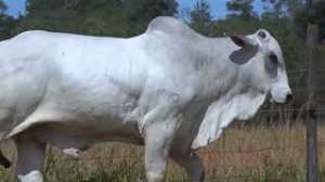 Lote 29 - 1 MACHO 31/32 NELORE x 1/32 BBB