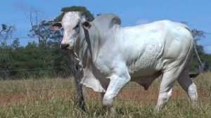 Lote 30 - 1 MACHO 31/32 NELORE x 1/32 BBB