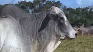 Lote 32 - 1 MACHO 31/32 NELORE x 1/32 BBB