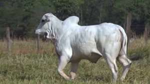 Lote 33 - 1 MACHO 31/32 NELORE x 1/32 BBB