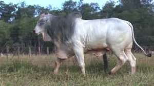 Lote 34 - 1 MACHO 15/16 NELORE x 1/16 BBB