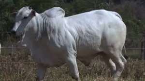 Lote 36 - 1 MACHO 31/32 NELORE x 1/32 BBB
