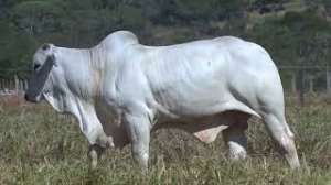 Lote 37 - 1 MACHO 15/16 NELORE x 1/16 BBB