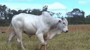 Lote 38 - 1 MACHO 15/16 NELORE x 1/16 BBB