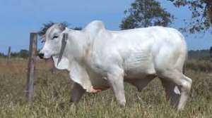 Lote 39 - 1 MACHO 15/16 NELORE x 1/16 BBB