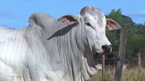 Lote 40 - 1 MACHO 31/32 NELORE x 1/32 BBB