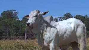 Lote 41 - 1 MACHO 31/32 NELORE x 1/32 BBB