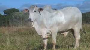Lote 42 - 1 MACHO 31/32 NELORE x 1/32 BBB