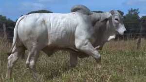 Lote 43 - 1 MACHO 31/32 NELORE x 1/32 BBB