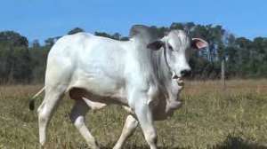 Lote 44 - 1 MACHO 15/16 NELORE x 1/16 BBB